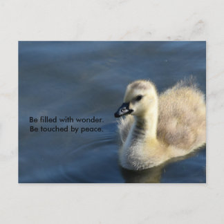 Cartão Postal Maravilha e Paz