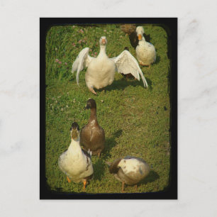 Cartão Postal Maravilhosa Waterfowl
