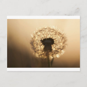 Cartão Postal Maravilhoso Dandelion