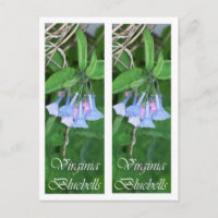 MARCADOR DOS BLUEBELLS DE VIRGÍNIA