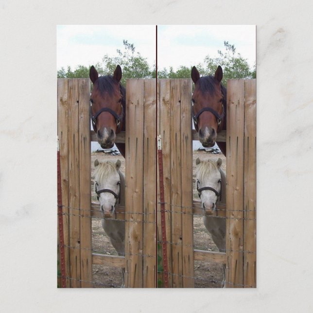 Cartão Postal Marcadores de Cavalo Howdy (Frente)
