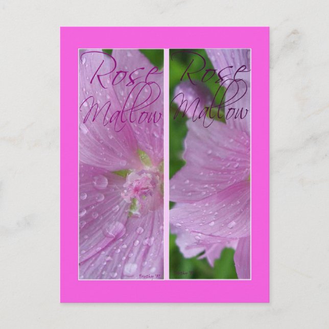 CARTÃO POSTAL MARCADORES DE ROSE MALLOW (Frente)