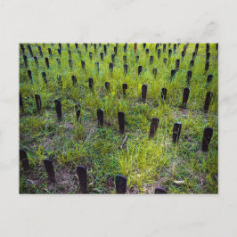 Cartão Postal Marcadores de Túmulo Enferrujados no Cemitério Red