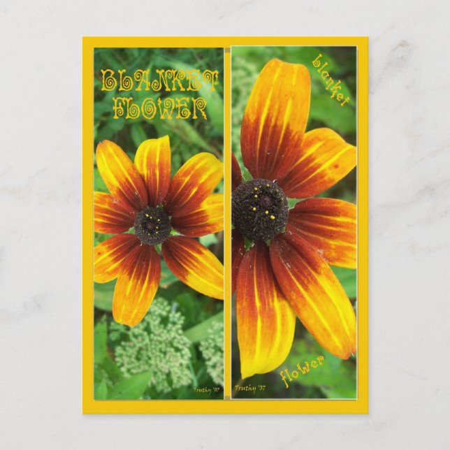 CARTÃO POSTAL MARCAS DE FLORES EM BRANCO (Frente)