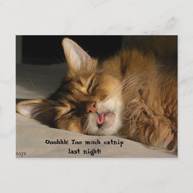 Cartão Postal Marcus Tem Um Pano (Frente)