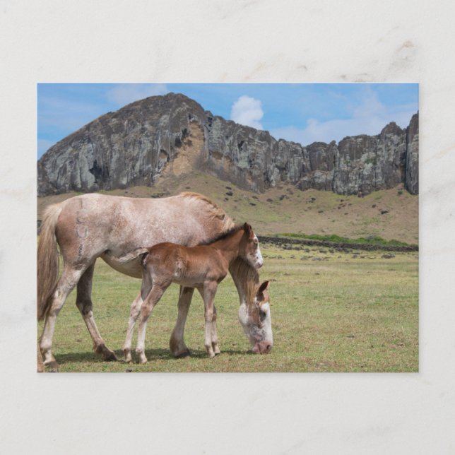 Cartão Postal Mare & Colt na Cratera Vulcânica de Rano Raraku (Frente)