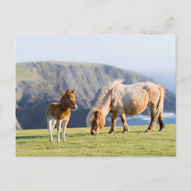 Cartão Postal Mare com Foal, Ilhas Shetland, Escócia (Frente)