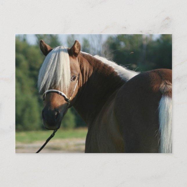 Cartão Postal Mare de cavalos de miniatura de baía de prata (Frente)