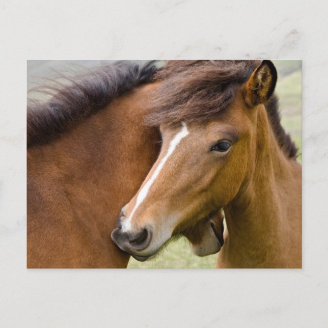 Cartão Postal Mare E Colt (Frente)