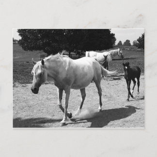 Cartão Postal Mare e Filly