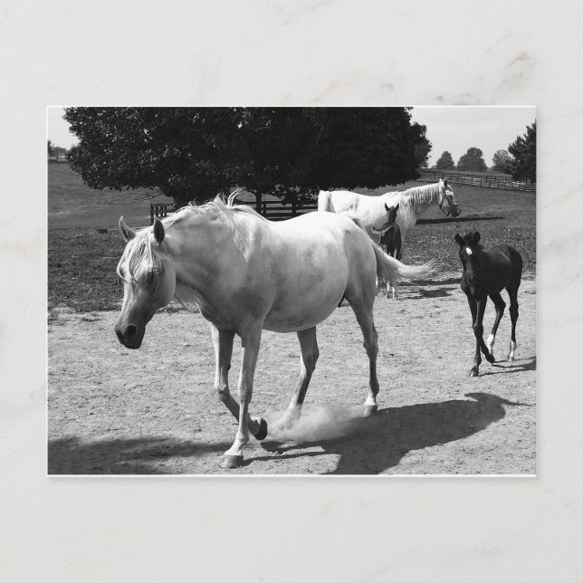 Cartão Postal Mare e Filly (Frente)