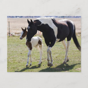 Cartão Postal Mare e Filly Walking