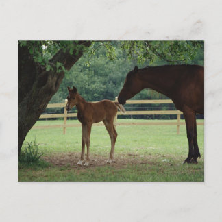 Cartão Postal Mare e Foal na Árvore