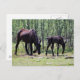 Cartão Postal Mare e foal perfeitamente sincronizados (Frente/Verso)