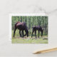 Cartão Postal Mare e foal perfeitamente sincronizados (Frente/Verso In Situ)