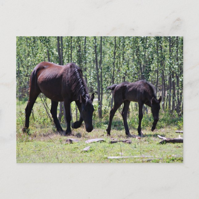 Cartão Postal Mare e foal perfeitamente sincronizados (Frente)