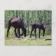Cartão Postal Mare e foal perfeitamente sincronizados (Frente)