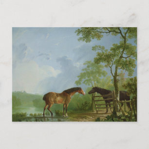 Cartão Postal Mare e Stallion em uma paisagem