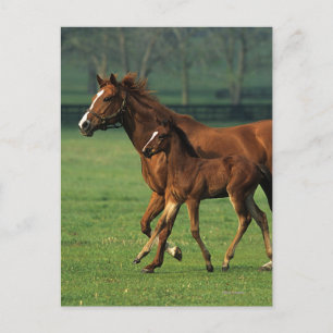 Cartão Postal Mare & Foal Criados 3