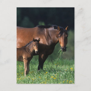 Cartão Postal Mare & Foal de raça pura 1
