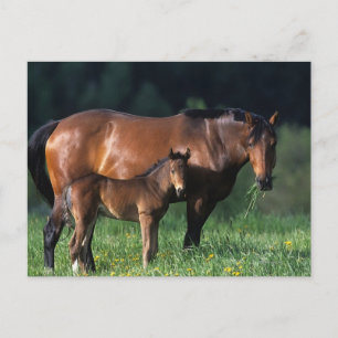 Cartão Postal Mare & Foal de raça pura 1