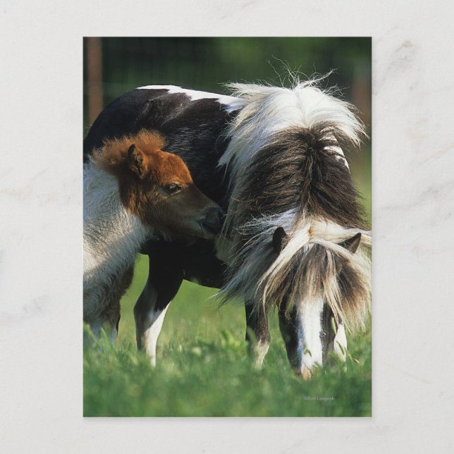 Cartão Postal Mare & Foals miniatura 2 (Frente)