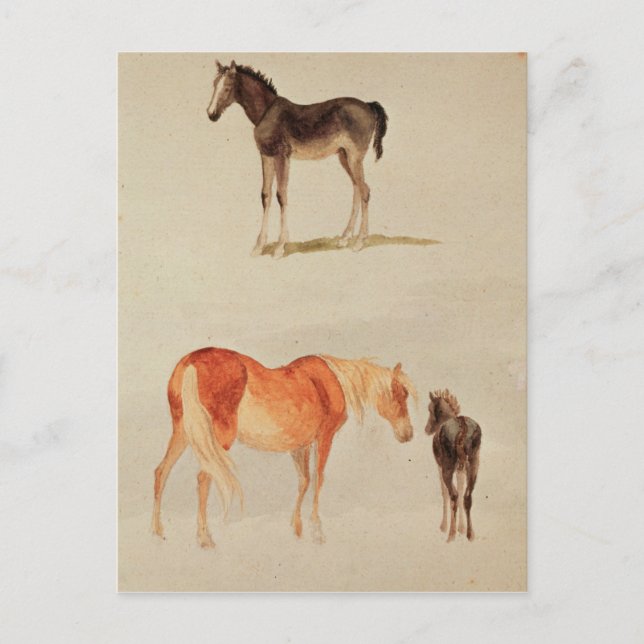 Cartão Postal Mares e galinhas (Frente)