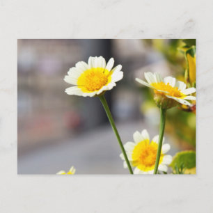 Cartão Postal Margarida Amarela