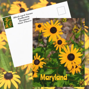 Cartão Postal Margarida-amarela Flor do Estado de Maryland