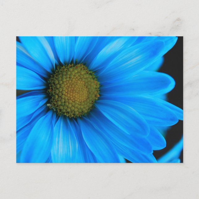 Cartão Postal Margarida Azul Brilhante (Frente)