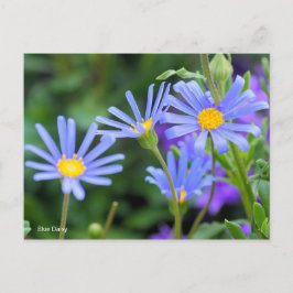 Cartão Postal Margarida Azul [Cartão Postal]
