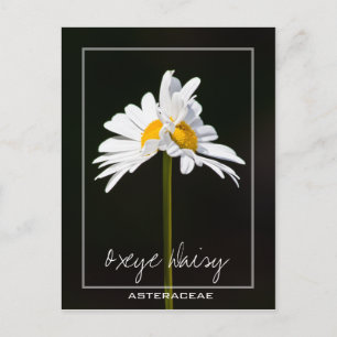 Cartão Postal Margarida Branca de Dupla Cabeça Oxeye Daisy Pho