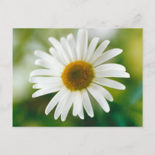 Cartão Postal Margarida Branca de Oxeye - Leucanthemum vulgare