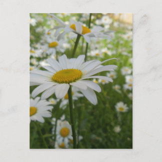 Cartão Postal Margarida Branca Flor
