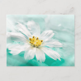 Cartão Postal Margarida Branca Flor Azul Água Pond Aqua Turquois