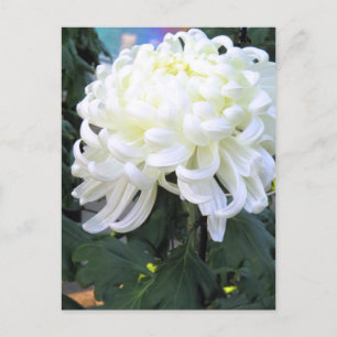Cartão Postal Margarida de Floristas:Cartão-postal