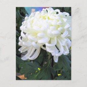 Cartão Postal Margarida de Floristas:Cartão-postal