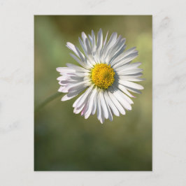 Cartão Postal Margarida de Postal - Fotografia Floral