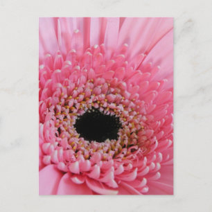 Cartão Postal Margarida Gerbera