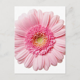 Cartão Postal Margarida Gerbera Rosa