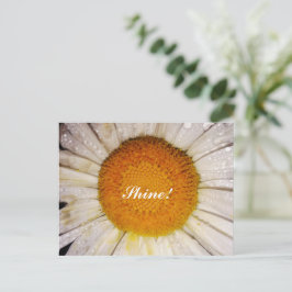 Cartão Postal Margarida Inspiradora com Gotículas de Orvalho - B