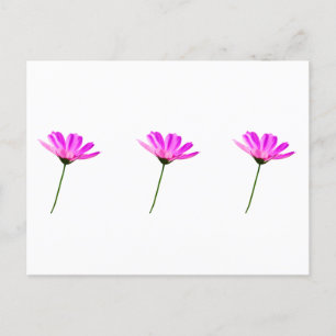 Cartão Postal Margarida Rosa