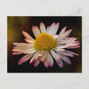 Cartão Postal Margaridas