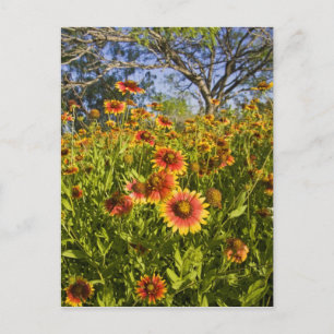 Cartão Postal Margaridas-de-fogo (Gaillardia pulchella) flores s