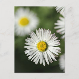 Cartão Postal Margaridas de Postal - Fotografia Floral