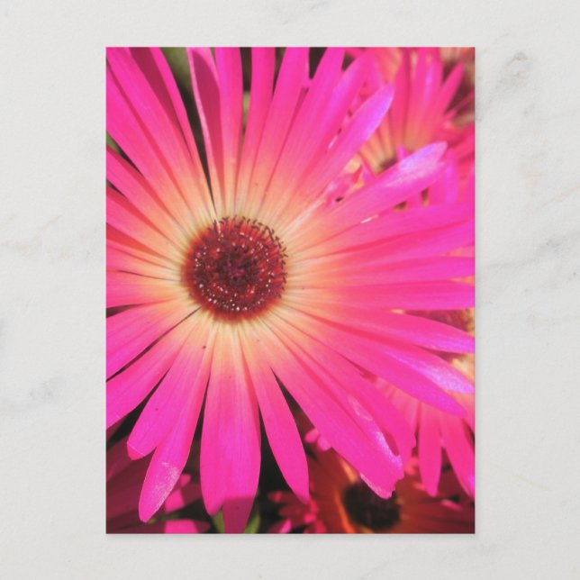 Cartão Postal Margaridas Rosa Brilhante (Frente)