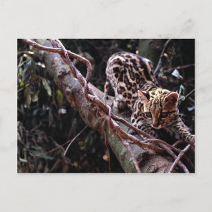 Cartão Postal Margay (Felis wiedi) na árvore