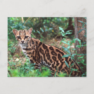 Cartão Postal Margay, Leopardus wiedi, Nativo do México até