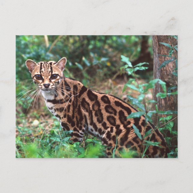Cartão Postal Margay, Leopardus wiedi, original para o México (Frente)