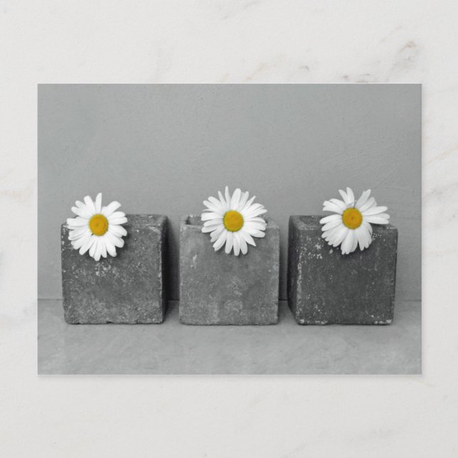 Cartão Postal Margeriten (Frente)